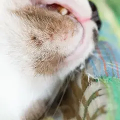 Gros plan sur le museau d'un chat blanc et roux, montrant des points noirs et rouges, possible acné du chat. Un traitement naturel pourrait aider.