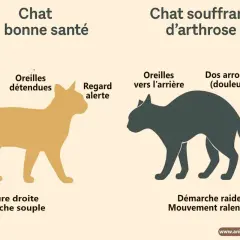 Illustration comparant un chat sain (queue relevée, démarche souple) et un chat souffrant d'arthrose, notamment à la patte avant, montrant un dos arrondi et une démarche raide.
