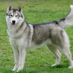 Un magnifique husky de Sibérie aux yeux bleus et marrons se tient fièrement sur l'herbe verte.