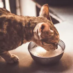 Un chat tigré boit du lait dans une gamelle. Est-ce dangereux de donner du lait à un chat ? La réponse est souvent oui, car ils sont intolérants au lactose.