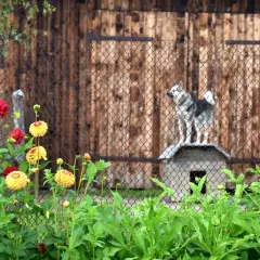 Un chien sibérien sur son abri, derrière une clôture, en attendant de faire garder son chien par la SPA. Fleurs rouges et jaunes au premier plan.