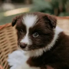 Un adorable chiot brun et blanc dans un panier en osier. Il est encore jeune, mais on se demande à quel âge un chiot est propre la nuit.