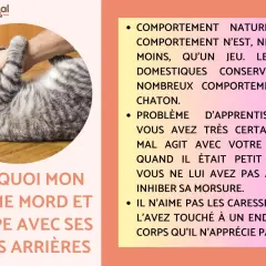 Un chat tigré se roule sur le dos, une main le caresse. Il semble prêt à me pousser avec ses pattes arrières.