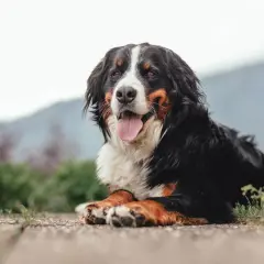 Magnifique bouvier bernois au poil long, langue sortie, profitant d'un moment de détente. Une alimentation adaptée est essentielle pour sa santé.