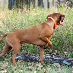 Un chien braque roux, portant un collier orange, est à l'affût dans l'herbe haute près d'une souche d'arbre.