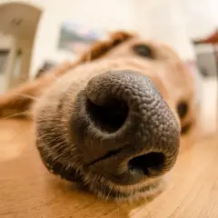 Un gros plan sur le museau d'un chien. Une astuce de grand-mère pour l'odeur du chien : le brosser régulièrement !