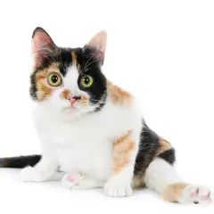 Chatte tricolore aux grands yeux verts, assise, prête à être prise dans les bras. Comment porter un chat ? Doucement !