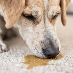 Mon chien fait pipi dans la maison devant moi, sur le tapis. Il a l'air un peu honteux.