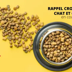 Attention ! Rappel : peut-on donner des croquettes pour chat à un chien ? Des croquettes pour animaux sont éparpillées et dans une gamelle.