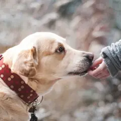 Un chien timide, mon chien a peur de tout, accepte une friandise d'une main bienveillante.