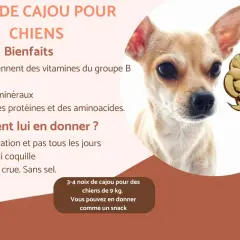 Un petit chien regarde des noix de cajou. L'image explique les bienfaits des noix de cajou pour les chiens.