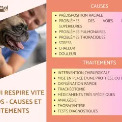 Un bouledogue français est examiné par un vétérinaire. L'image liste les causes et traitements de la détresse respiratoire chez le chien, un symptôme à ne pas ignorer.