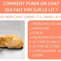 Un chat roux regarde fixement, l'air inquiet. Le texte explique pourquoi mon chat fait pipi sur mon lit : problèmes de santé, marquage, stress, litière.