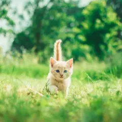 Un adorable chaton roux aux yeux bleus court dans l'herbe verte. Il semble que mon chat me suit partout, même dans la nature.