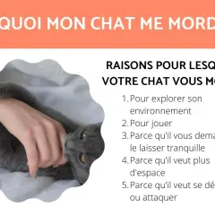 Un chat gris câlin mordille doucement la main de sa propriétaire. Le texte explique pourquoi mon chat me mordille.
