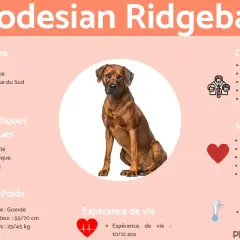 Rhodesian Ridgeback : chien musclé, rustique, de grande taille (55-70 cm, 25-45 kg), originaire d'Afrique du Sud. Idéal pour la chasse et le sport.