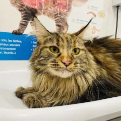Gros chat Maine Coon aux yeux verts, possiblement atteint d'hyperthyroïdie, dont l'alimentation est surveillée.