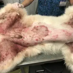 Chien souffrant d'une sévère allergie poil de chien, avec une peau rouge et irritée sur le ventre et les pattes.