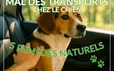Un chien malade en voiture, le regard un peu perdu, reçoit une caresse réconfortante. L'image suggère des remèdes naturels pour le mal des transports canin.