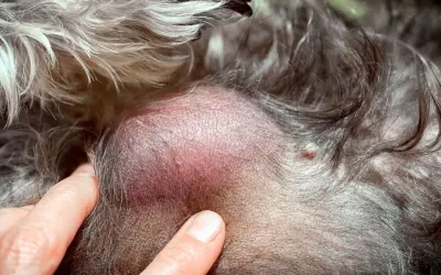 Gros plan sur un lipome sous la peau d'un chat, une masse bénigne.