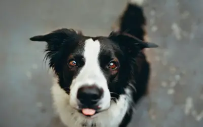 Un adorable Border Collie, malgré une possible maladie, regarde avec espoir. Sa langue sort, un signe de vie.