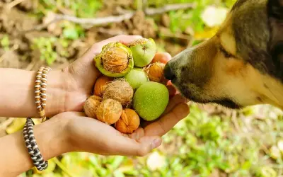 Un chien renifle des noix dans une main. Attention à l'intoxication aux noix chez le chien, surveillez les symptômes.