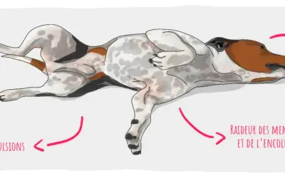 Illustration d'un chien souffrant d'épilepsie, montrant des mouvements de pédalage, des convulsions, une raideur des membres et une salivation excessive.