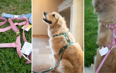 Harnais rose et bleu pour chien, montrant la **taille harnais chien** et un golden retriever portant un harnais vert.