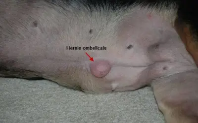 Gros plan sur le ventre d'un chien, montrant une hernie ombilicale, une petite protubérance rose près du nombril.