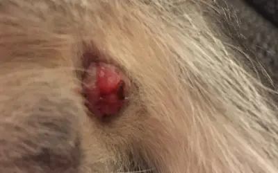Gros plan sur un chat anus rouge, une petite excroissance est visible au milieu de la fourrure.