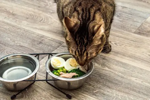 Un chat tigré savoure sa ration ménagère : brocolis, œuf dur et poisson. Une alimentation saine pour un félin heureux.