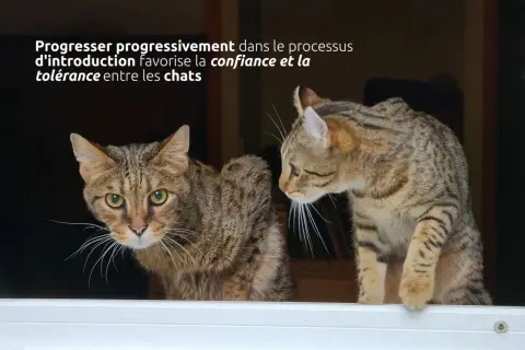 Deux chats femelles, l'une regardant fixement, l'autre curieuse, illustrent une cohabitation réussie.