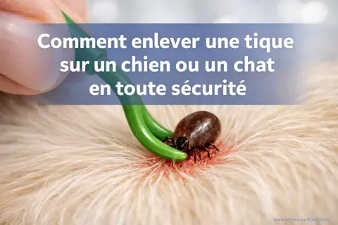 Un outil vert retire une tique sur un chien. La saison des tiques est là, apprenez à les enlever en toute sécurité.