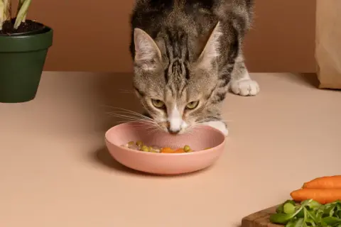 Un chat tigré renifle sa gamelle rose remplie de nourriture, où l'on distingue des petits pois et des carottes.