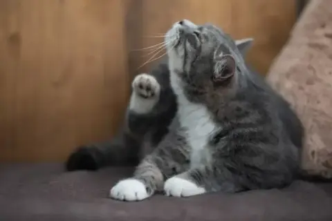 Mon chat secoue la tête, une patte levée pour se gratter l'oreille. Il est assis sur un canapé marron.