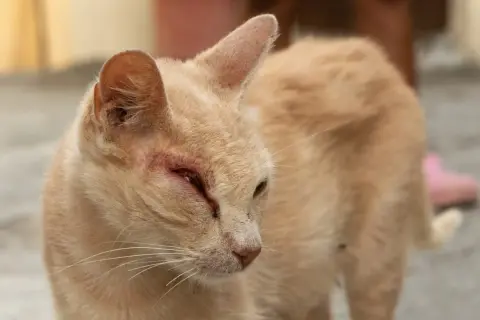 Un chat roux souffre d'une maladie des yeux, son œil gauche est rouge et gonflé.