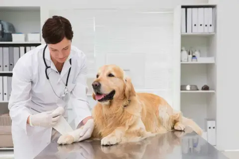 Vétérinaire bandant la patte d'une chienne stérilisée, peut-être suite à une perte liquide transparente.