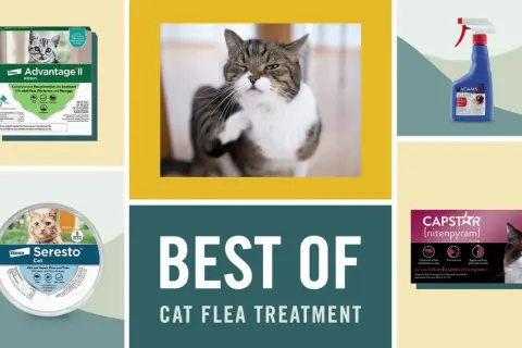Produits anti-puces pour chats : découvrez en combien de temps agit une pipette anti-puce chat. Divers traitements présentés.