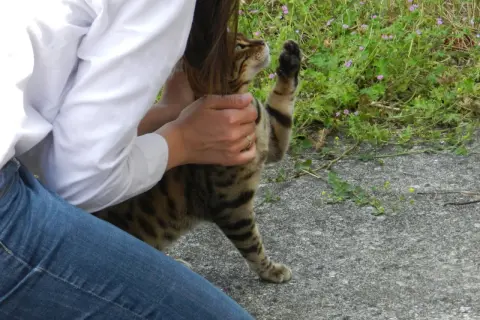 Une personne en jean et chemise blanche caresse un chat tigré. La patte du chat est levée, comme pour demander plus d'attention. Une belle illustration de comment apprivoiser un chat.