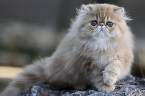 Un adorable chat nez écrasé, au pelage long et soyeux, pose sur des rochers.