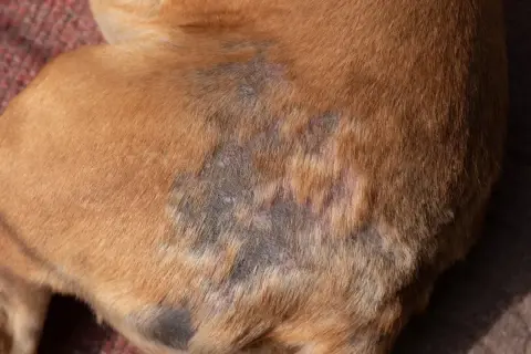 Gale du chien : zones de peau irritée et dépigmentée sur le flanc d'un chien brun.