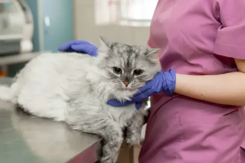 Un chat gris aux yeux tristes est examiné par un vétérinaire. Le test FIV chat est une étape importante pour sa santé.