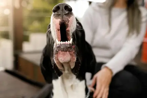 Gros plan sur un chien qui aboie, gueule ouverte, dents visibles. Une personne est assise à côté.