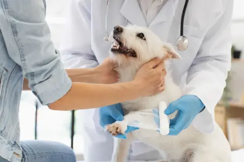 Un vétérinaire bandage la patte d'un chien blanc, surveillant le temps de consolidation de sa fracture.
