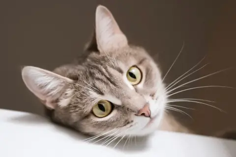 Ce chat tigré aux yeux verts semble bouder. Il boude peut-être parce que mon chat ne mange plus ses croquettes.