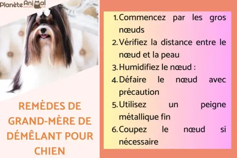 Un joli chien avec un nœud dans les cheveux. La page propose des remèdes de grand-mère pour démêler le poil du chien, comme une recette de grand-mère répulsif chien.