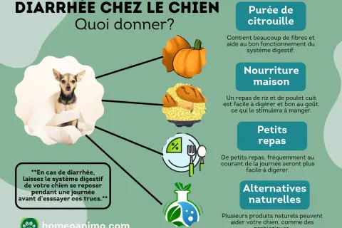 Conseils pour la diarrhée chez le chien : purée de citrouille, riz et poulet, petits repas et alternatives naturelles.