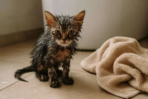 Un adorable chaton mouillé, l'air un peu perdu, est assis sur le carrelage à côté d'une serviette beige.