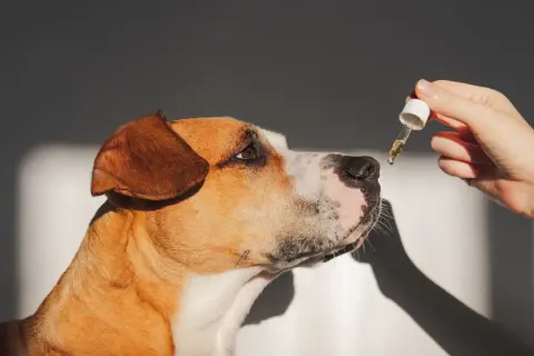 Un chien renifle une goutte d'huile de saumon. Avis sur l'huile de saumon pour chien.