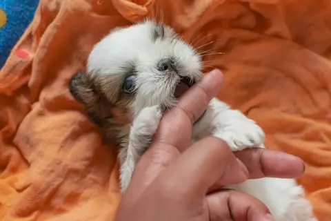 Un adorable chiot Shih Tzu mordille un doigt, un comportement typique des chiots jusqu'à environ 6 mois.